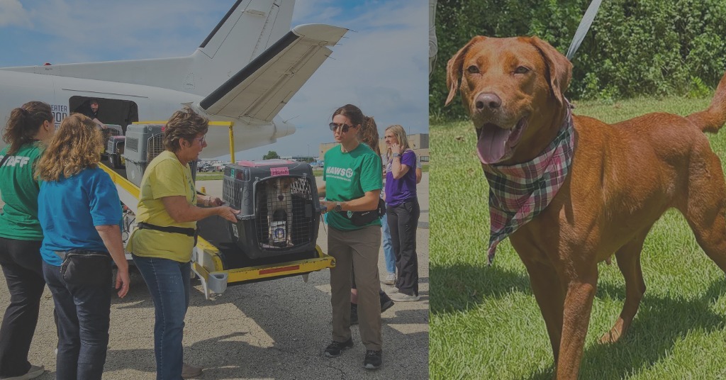 Sweet as Pie: Molly’s Save a Heart Journey