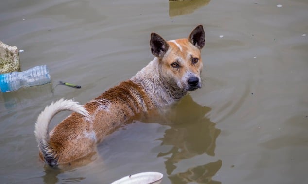 Central Garden & Pet Aids Flood-Affected Communities in Texas Through Partnership With Greater Good Charities and Hill Country Humane Society