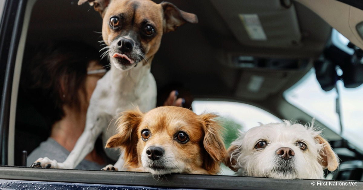 Making Room While Reducing the Need: A Community Approach to Pet Overpopulation