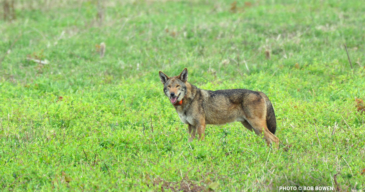 Are Wolves Going Extinct in America? The Race to Save the Red Wolf and Mexican Wolf