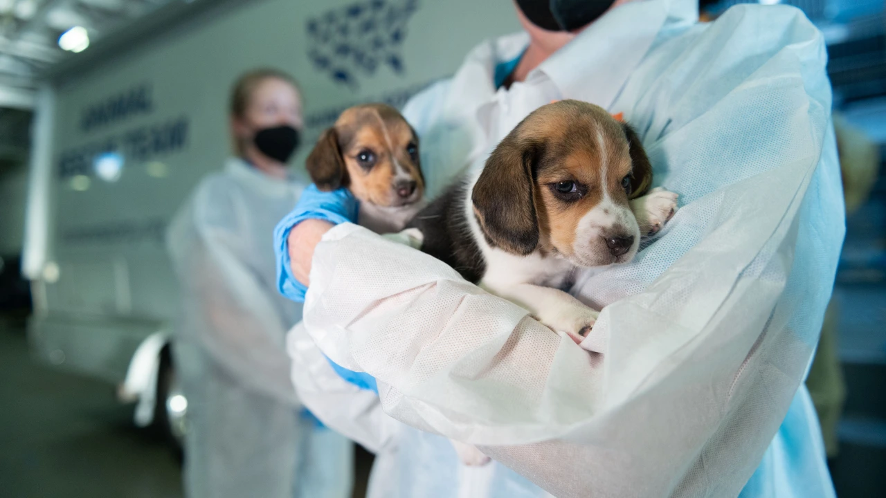 more-than-100-beagles-rescued