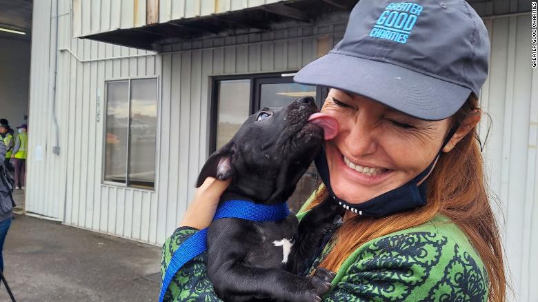 more-than-600-dogs-and-cats-to-be-put-up-for-adoption