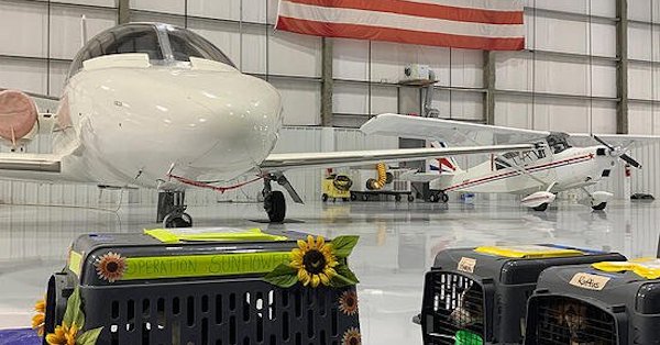 Operation Sunflower: Greater Good Charities Transports Nearly 100 Pets Out of Hurricane Ida Destruction to South Dakota