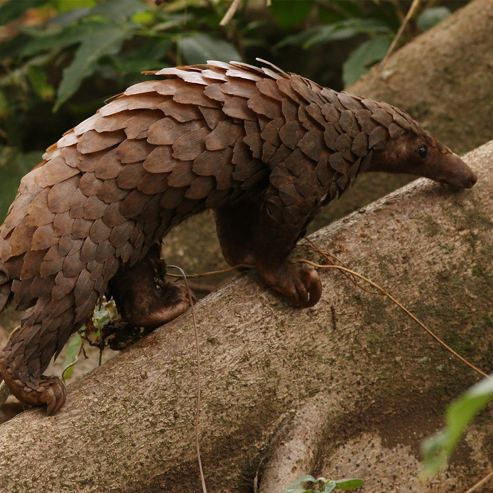 pangolin-day-ig