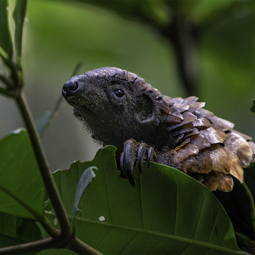 Endangered Species Day: How greater good charities is Studying and protecting endangered species