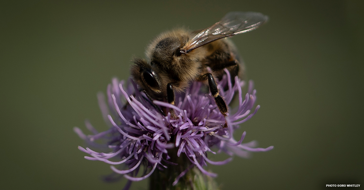 Backyard Conservation: Simple Ways to Help the Environment at Home