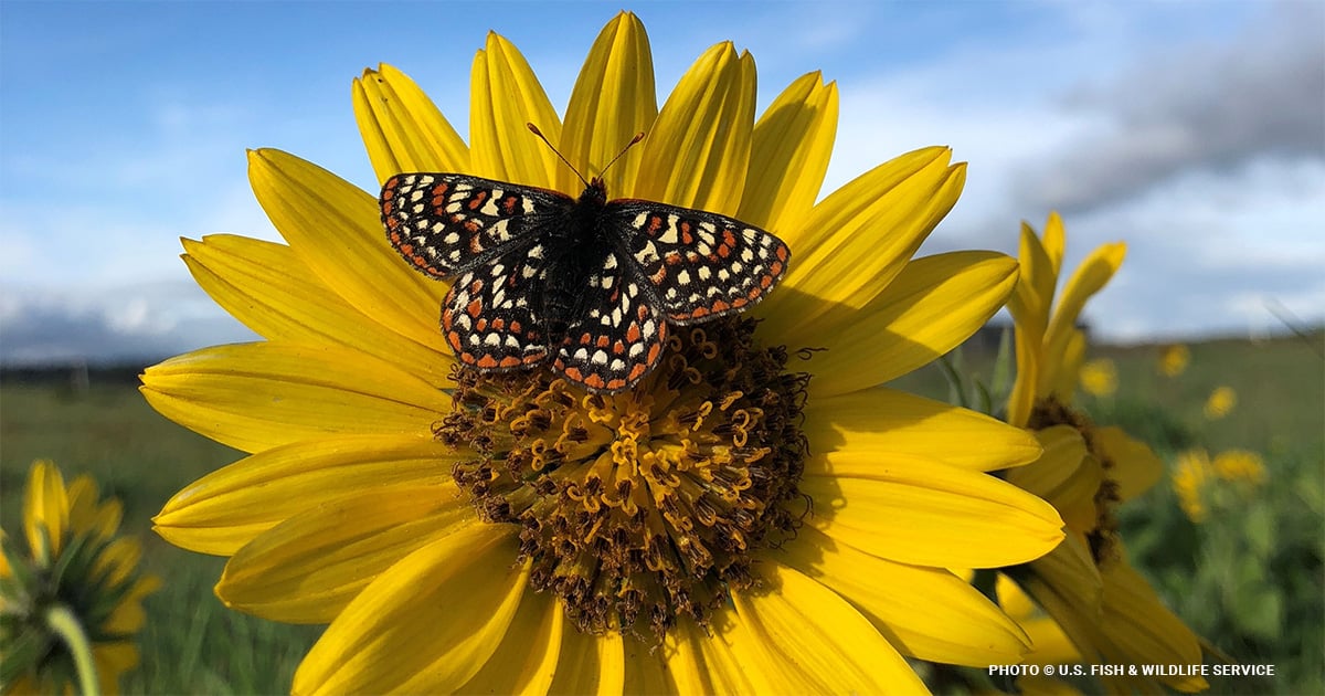 Why Restoring Pollinator Habitat in Puget Sound Matters