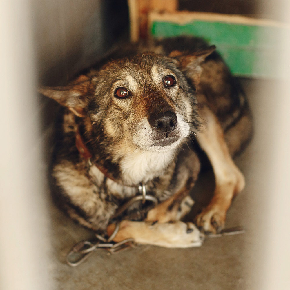 sad-dog-1
