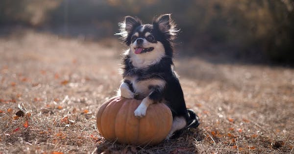 10 Thanksgiving Safety Tips for Dogs Every Pet Parent Should Know