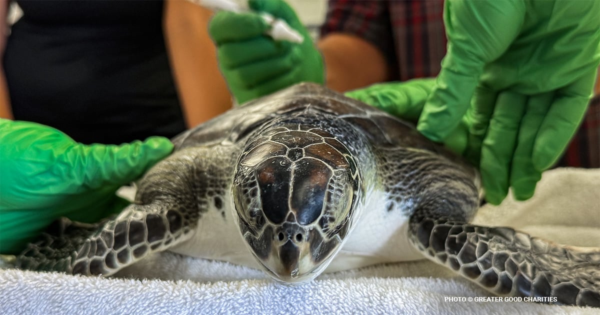 Sea Turtles in Crisis: The Biggest Threats They Face and How Conservation Efforts Are Saving Them