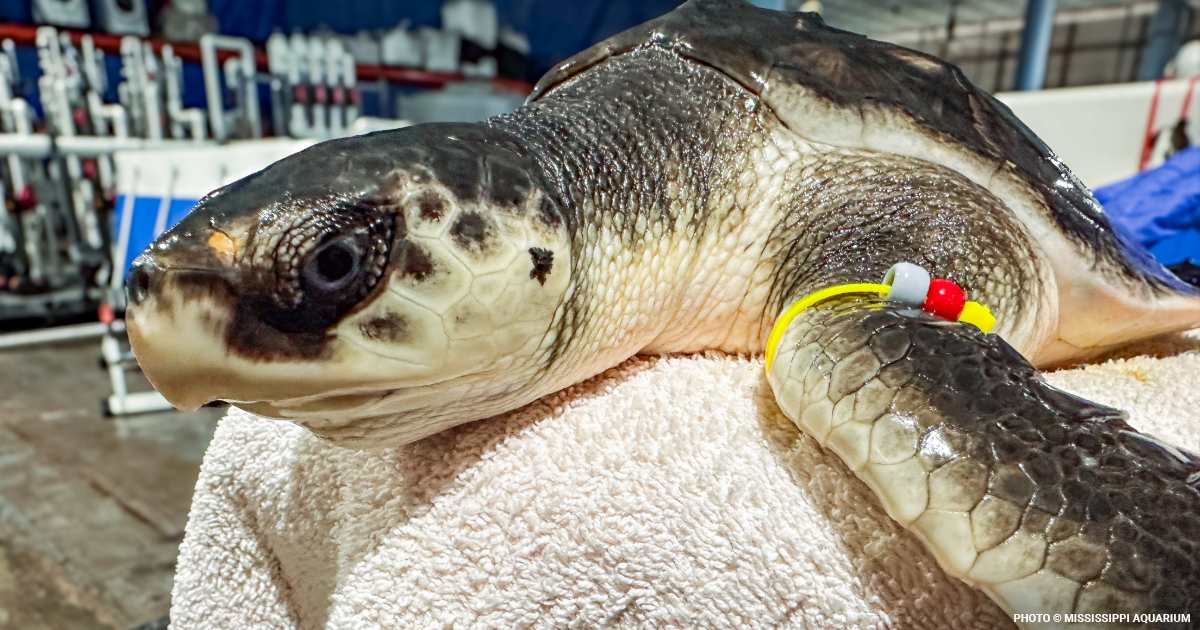 Shut Turtle Earth Month Action: Save Cold-Stunned Turtles Now