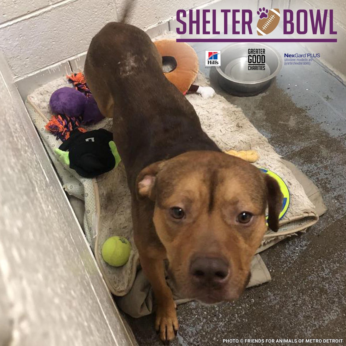 shelterbowl-FY24-social-featuredpets-BertBefore