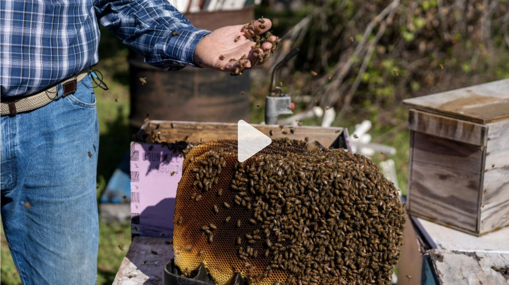 starving-bees-are-robbing-hives-as-their-keepers-try-everything-to-save-them