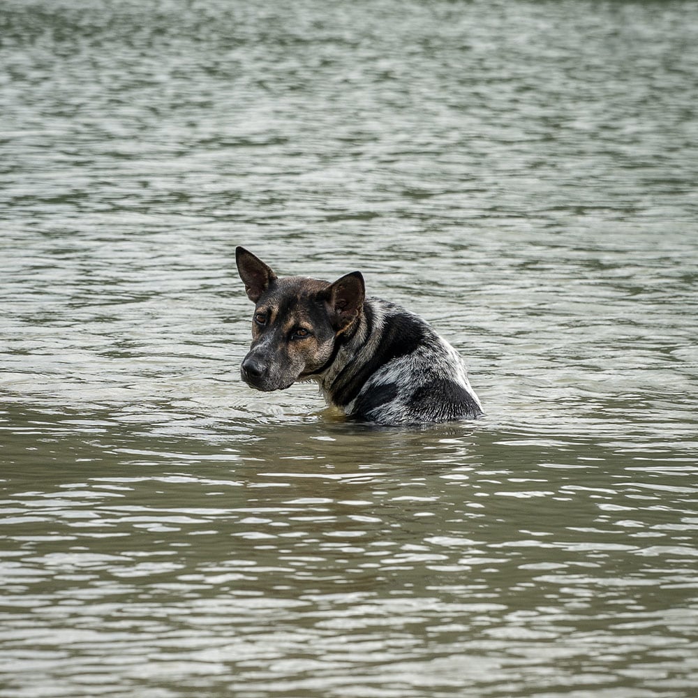 swimming-dog2-square