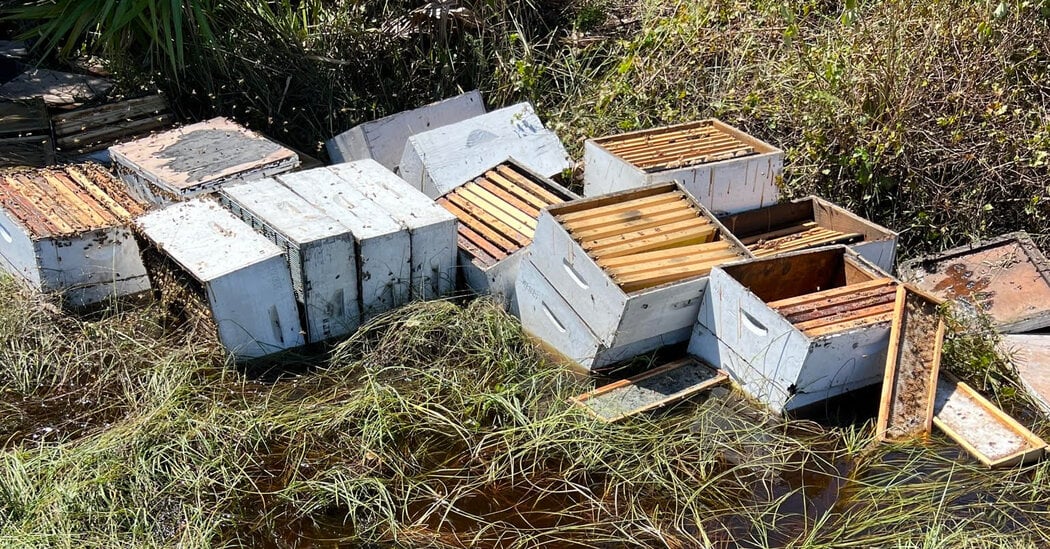 this-will-take-years-floridas-beekeepers-reel-from-hurricane-ian