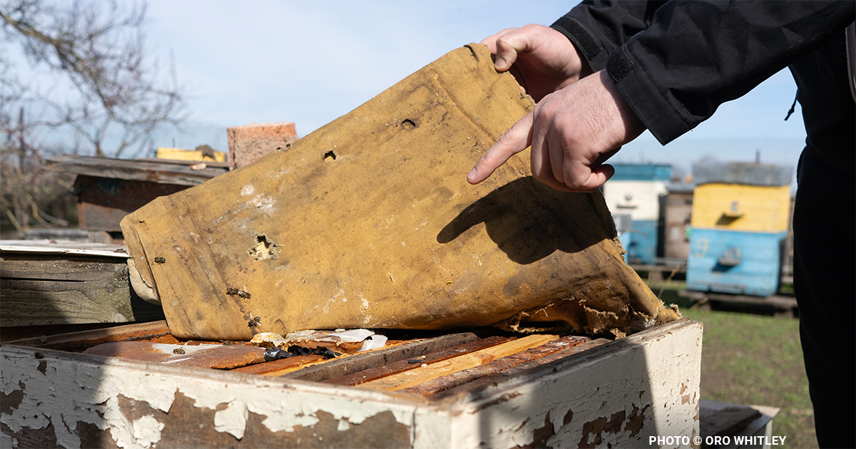 The Current State of Beekeeping and Honey Production in Ukraine