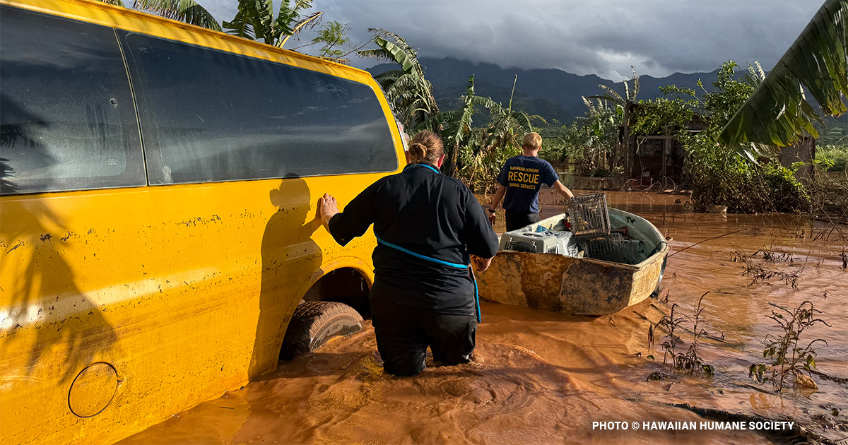 Why Hygiene is Critical After Disaster