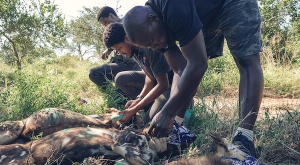 How We're Saving the Wild Dog with Saving the Survivors